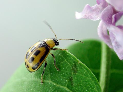 Chrysomèle du haricot (Cerotoma trifurcata)_3