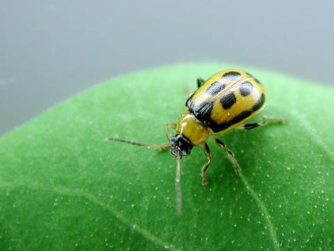 Chrysomèle du haricot (Cerotoma trifurcata)_4