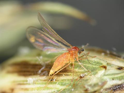 Cécidomyie orangée du blé (Sitodiplosis mosellana)_1