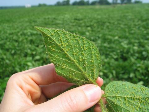 Puceron du soya (Aphis glycines)_5