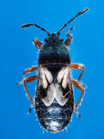 Punaise des céréales (Blissus leucopterus leucopterus)_1