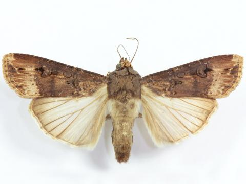 Ver-gris noir (Agrotis ipsilon)_2