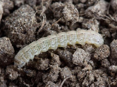 Ver-gris noir (Agrotis ipsilon)_3