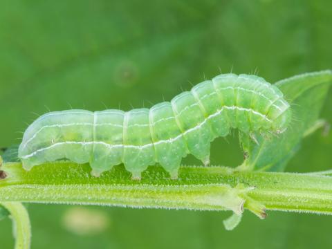 Noctuelle du salsifis (Amphipyra tragopoginis)_2