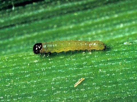 Légionnaire d'automne (Spodoptera frugiperda)_3