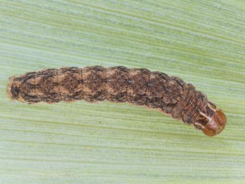 Ver-gris occidental des haricots (Striacosta albicosta)_1