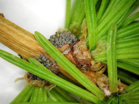 Puceron gallicole de l'épinette (Adelges lariciatus)_3