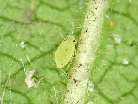 Puceron du nerprun (Aphis nasturtii)_5