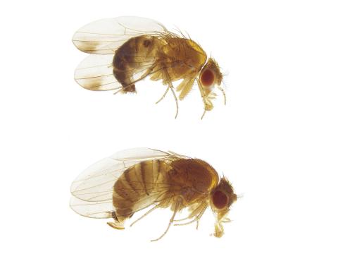 Drosophile à ailes tachetées (Drosophila suzukii)_1