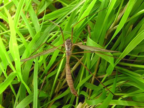 Tipule des prairies (Tipula paludosa)_2