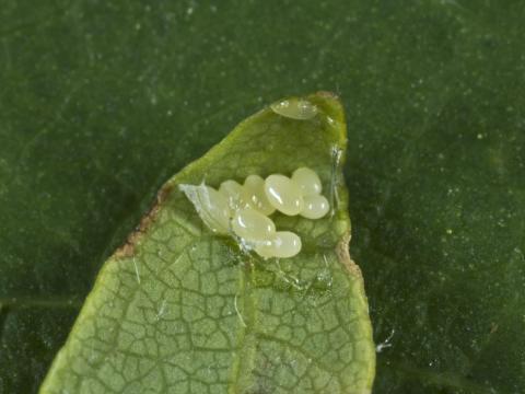 Charançon vert soyeux (Polydrusus sericeus)_2