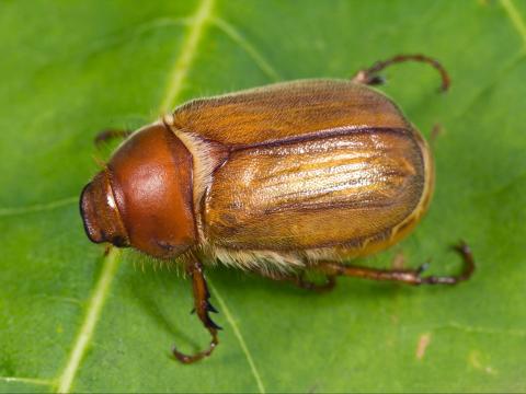 Hanneton européen (Amphimallon majale)_4