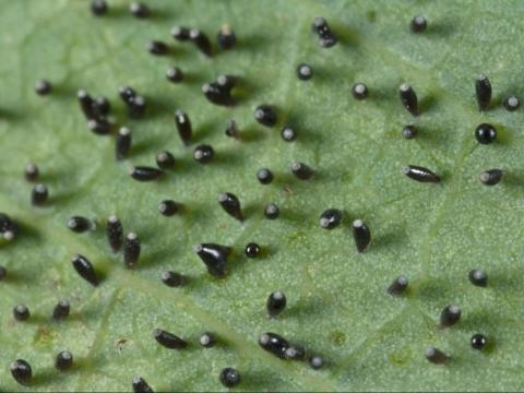 Punaise reticulée du noyer (Corythucha juglandis)_1