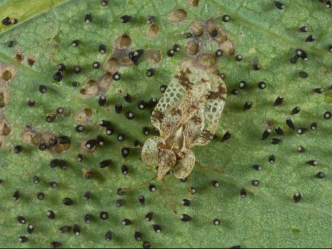 Punaise reticulée du noyer (Corythucha juglandis)_3