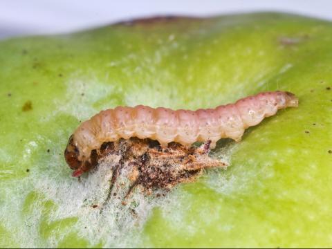 Carpocapse de la pomme (Cydia pomonella)_2