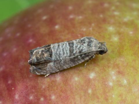 Carpocapse de la pomme (Cydia pomonella)_5