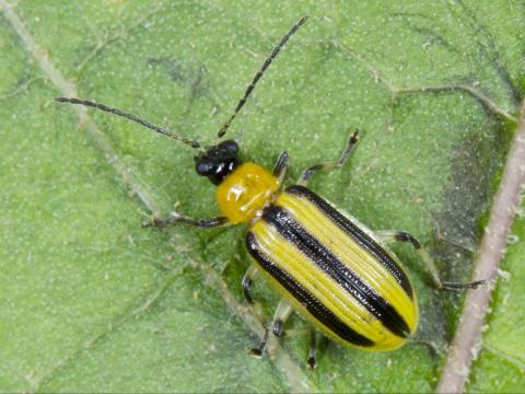 Chrysomèle rayée du concombre (Acalymma vittatum)_1