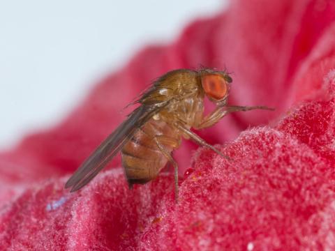 Drosophile à ailes tachetées (Drosophila suzukii)_10