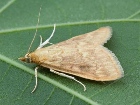 Pyrale du mais (Ostrinia nubilalis)_10