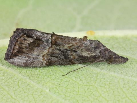 Noctuelle des légumineuses (Hypena scabra)_2