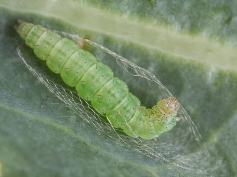 Fausse-teigne des crucifères (Plutella xylostella)_1