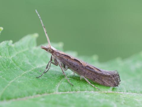 Fausse-teigne des crucifères (Plutella xylostella)_4