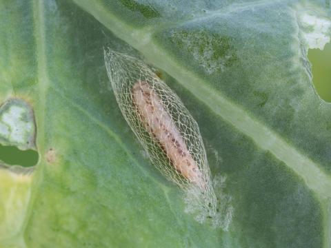 Fausse-teigne des crucifères (Plutella xylostella)_5