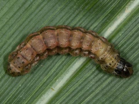 Légionnaire d'automne (Spodoptera frugiperda)_5