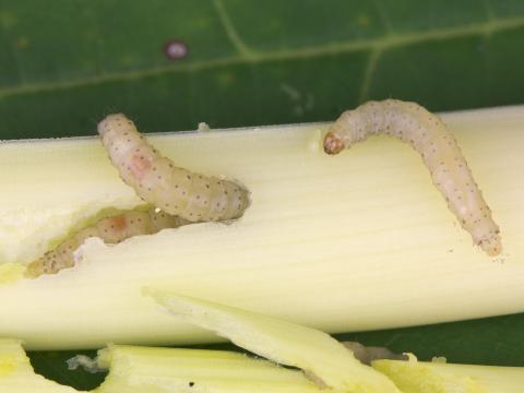 Teigne du poireau (Acrolepiopsis assectella)_1