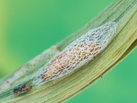 Teigne du poireau (Acrolepiopsis assectella)_3