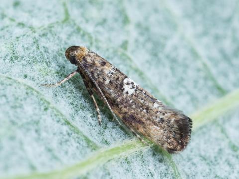 Teigne du poireau (Acrolepiopsis assectella)_4