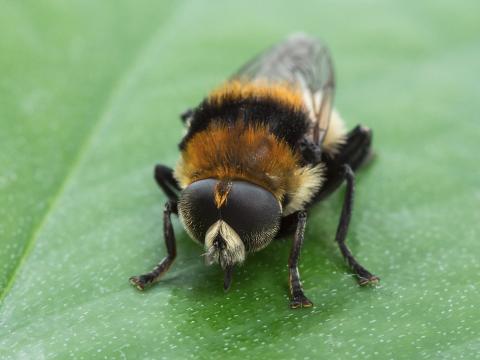 Mouche des narcisses (Merodon equestris)_2