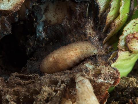 Mouche des narcisses (Merodon equestris)_4