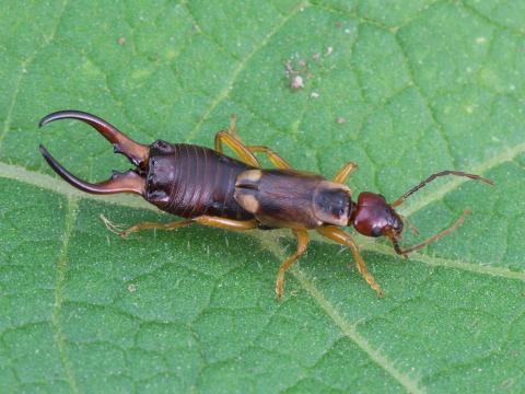 Perce-oreille européen (Forficula auricularia)_3