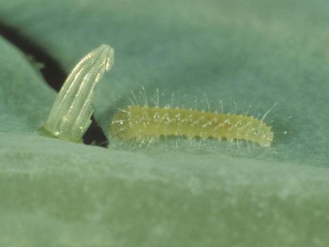 Piéride du chou (Pieris rapae)_2