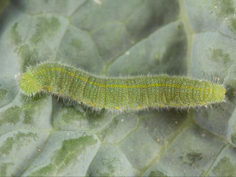 Piéride du chou (Pieris rapae)_5