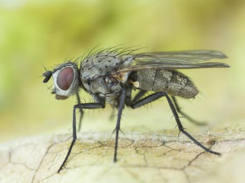 Mouche du chou (Delia radicum)_1