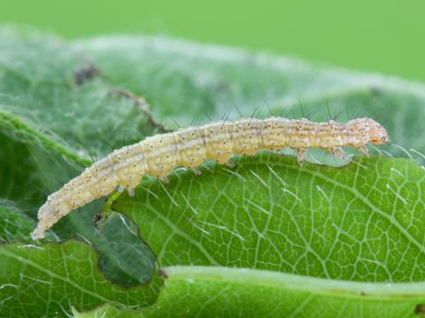 Enrouleuse du chèvrefeuille (Ypsolopha dentella)_2