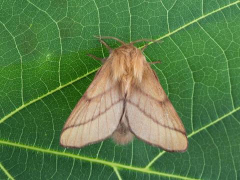 Livrée des forêts (Malacosoma disstria)_3