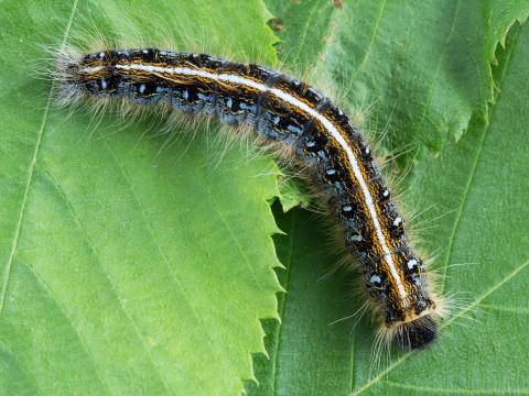 Livrée d'Amérique (Malacosoma americanum)_1