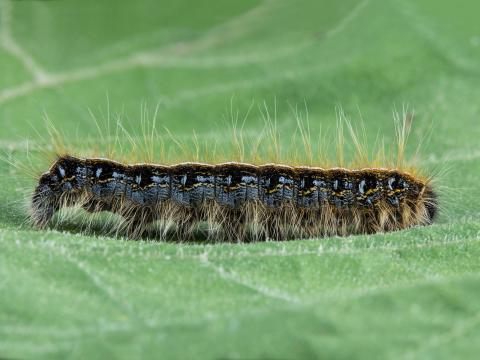 Livrée d'Amérique (Malacosoma americanum)_2