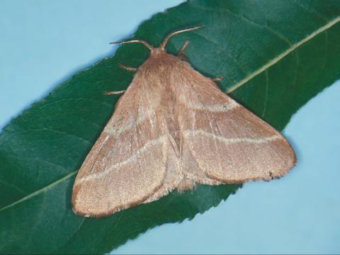 Livrée d'Amérique (Malacosoma americanum)_4