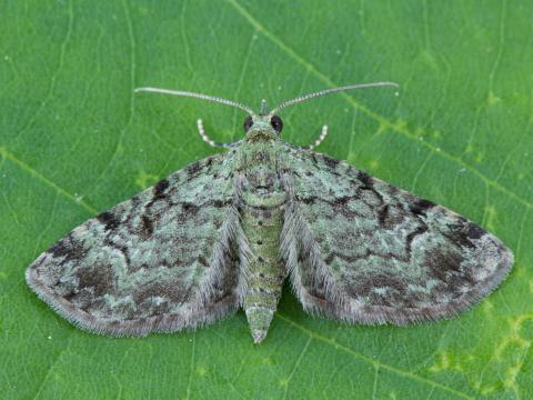 Eupithécie resctangulaire (Pasiphila rectangulata)_4