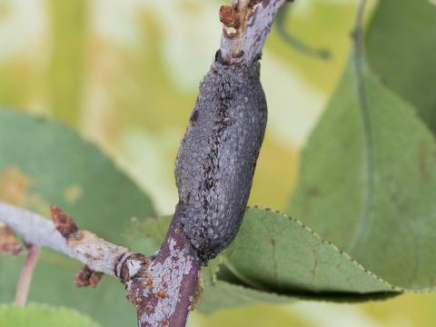 Livrée d'Amérique (Malacosoma americanum)_6