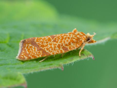 Enrouleuse quadrilignée (Argyrotaenia quadrifasciana)_1