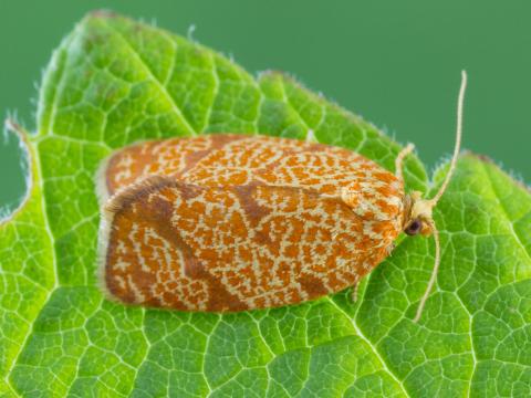 Enrouleuse quadrilignée (Argyrotaenia quadrifasciana)_2