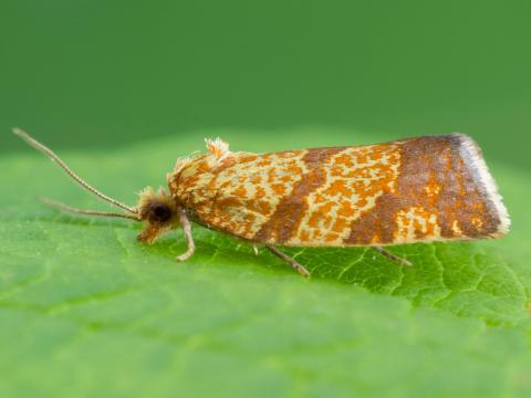 Enrouleuse quadrilignée (Argyrotaenia quadrifasciana)_3