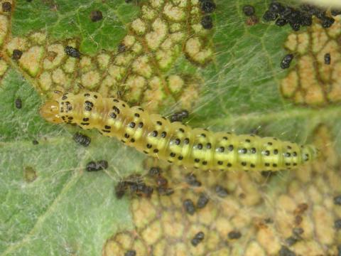 Squelette du pommier et du cenellier (Choreutis pariana)_3