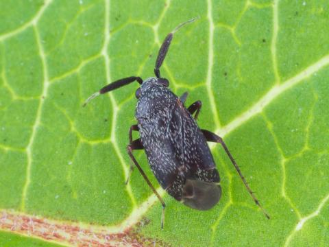 Punaise brune du pommier (Atractotomus mali)_1