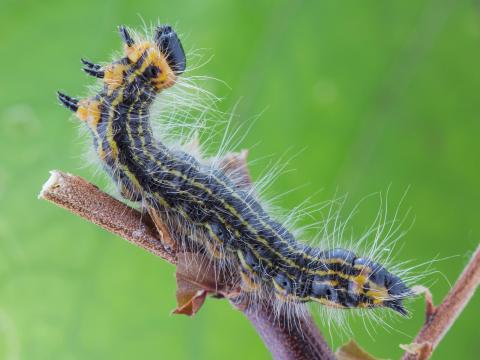 Chenille à col jaune (Datana ministra)_3